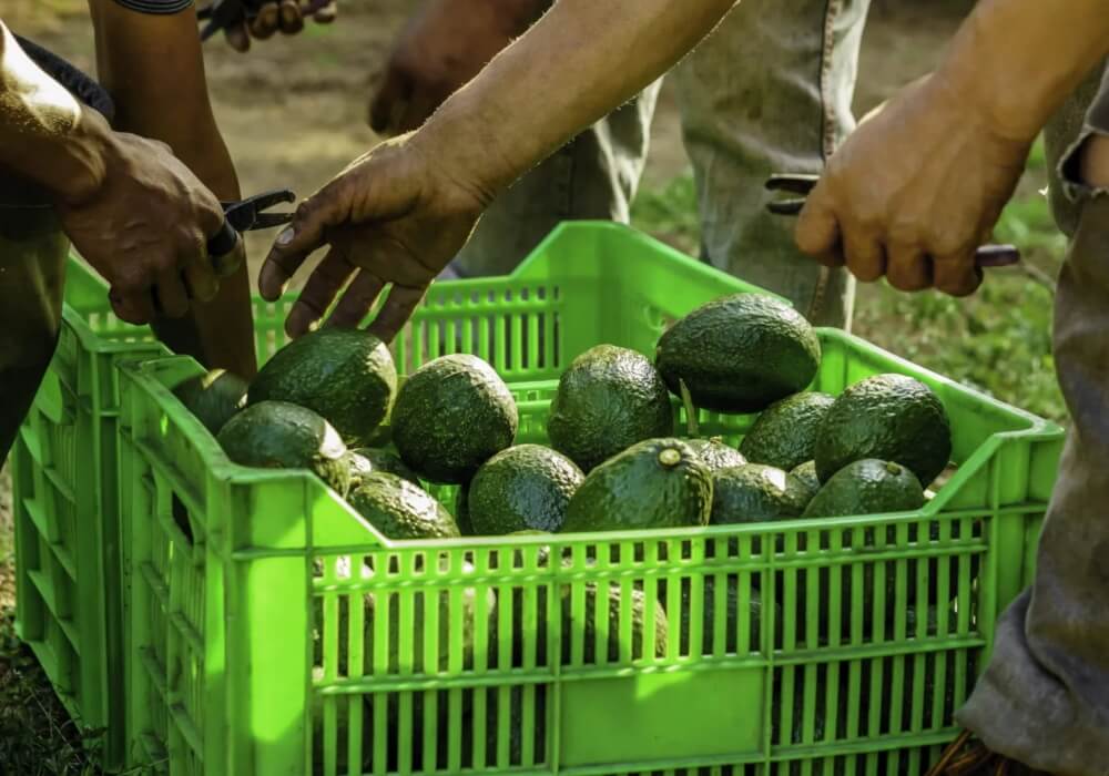 México refuerza la exportación de aguacate a Estados Unidos