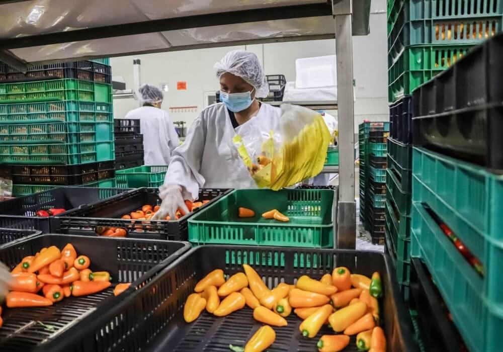 Crecen un 10.7% las exportaciones agropecuarias en México