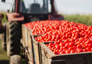 México, séptimo exportador agrícola