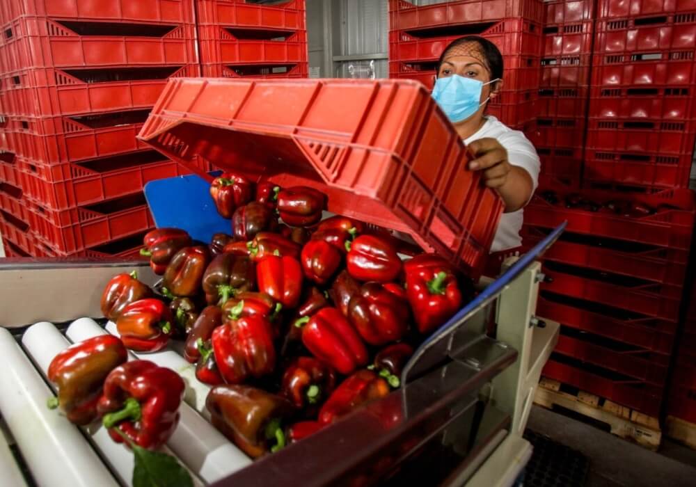 México Registra El Superávit Agroalimentario Más Alto En 28 Años Operadora Logistica Rio Valle 5434