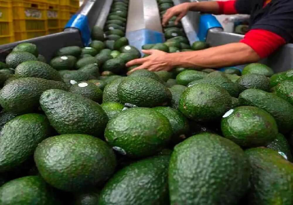 Michoacán se prepara para reanudar exportaciones de aguacate