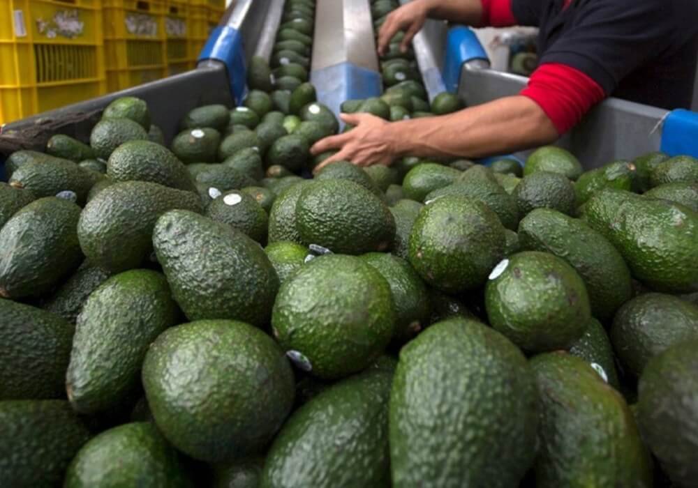 Las exportaciones agrícolas mexicanas crecen un 4.48% en el primer semestre de 2024